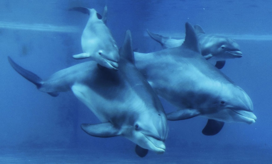 Image 2: Le "plus grand safari de France" : journée d'évasion à Planète Sauvage