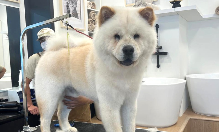Image 2: Get Cat or Dog Bath & Blow (Wash, Blow-dry, Nail Trim ) + One Add On