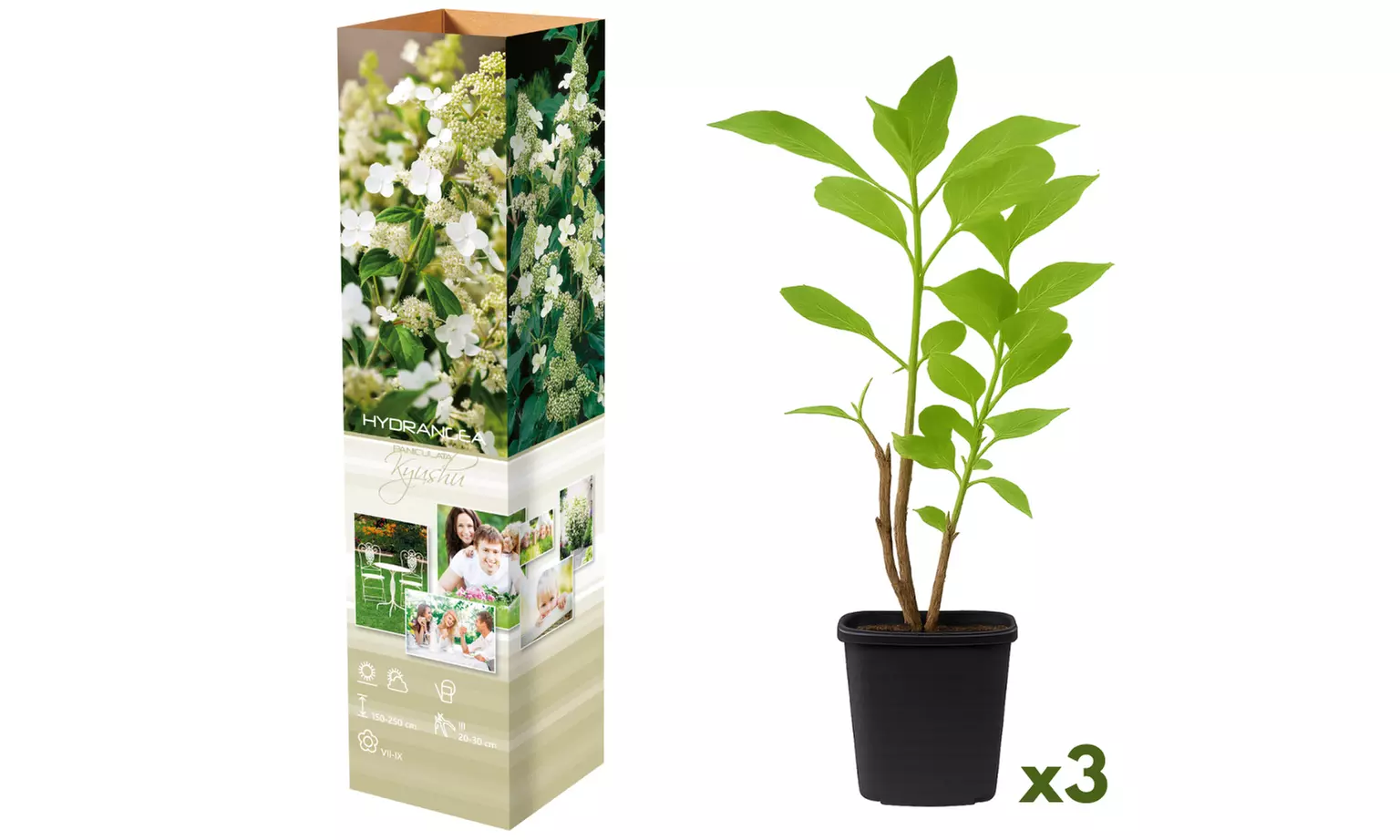 Plants d'hortensias colorés