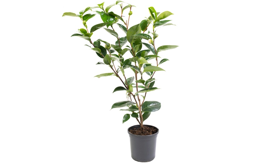 Image 3: 1 ou 2 arbustes de camélia du Japon XL de Gardenzo