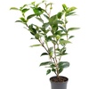 Image 3: 1 ou 2 arbustes de camélia du Japon XL de Gardenzo