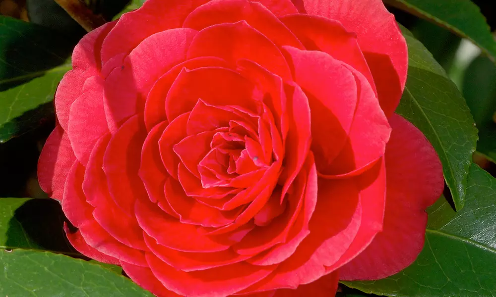 1 o 2 arbustos de camelia «rosa japonesa» con flores de color a elegir