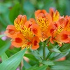 Image 8: One, Three or SIx Hardy Alstroemeria Indian Summer