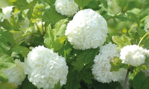 Viburnum Opulus (Snowball Shr...