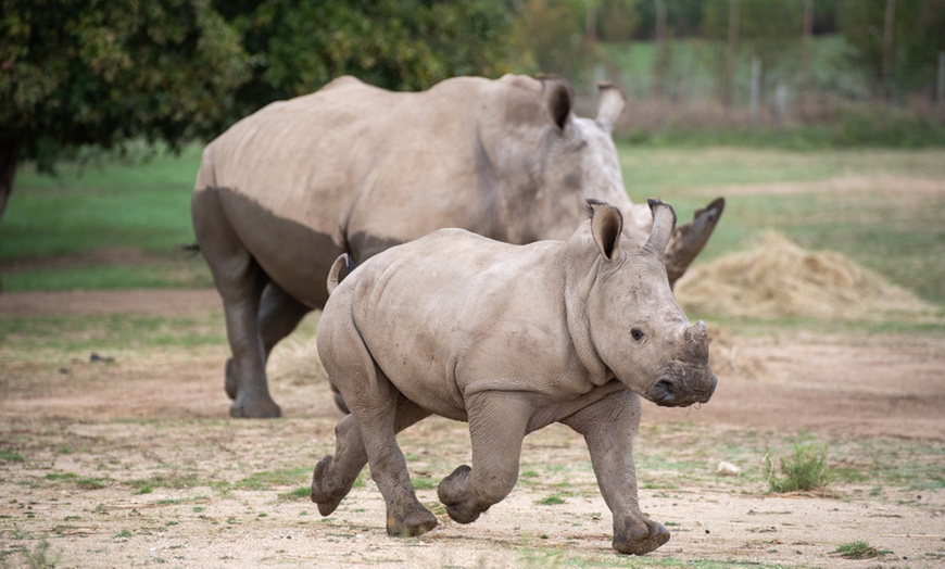 Image 10: Wow Safari Peaugres : 1 billet, 2 visites magiques en pleine nature