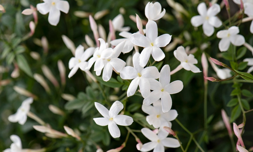 Image 2: Common Jasmine Plant Set