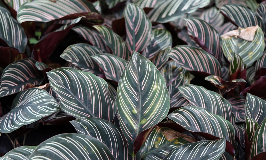 Image 6: Calathea Ornata 'Sanderiana' Pot