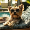 Image 1: Dog Boarding Stays with Daily Play and Attentive Care Options