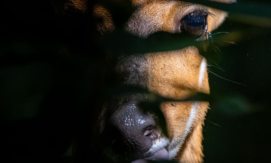 Image 26: 8-Day Yoga & Safari Retreat