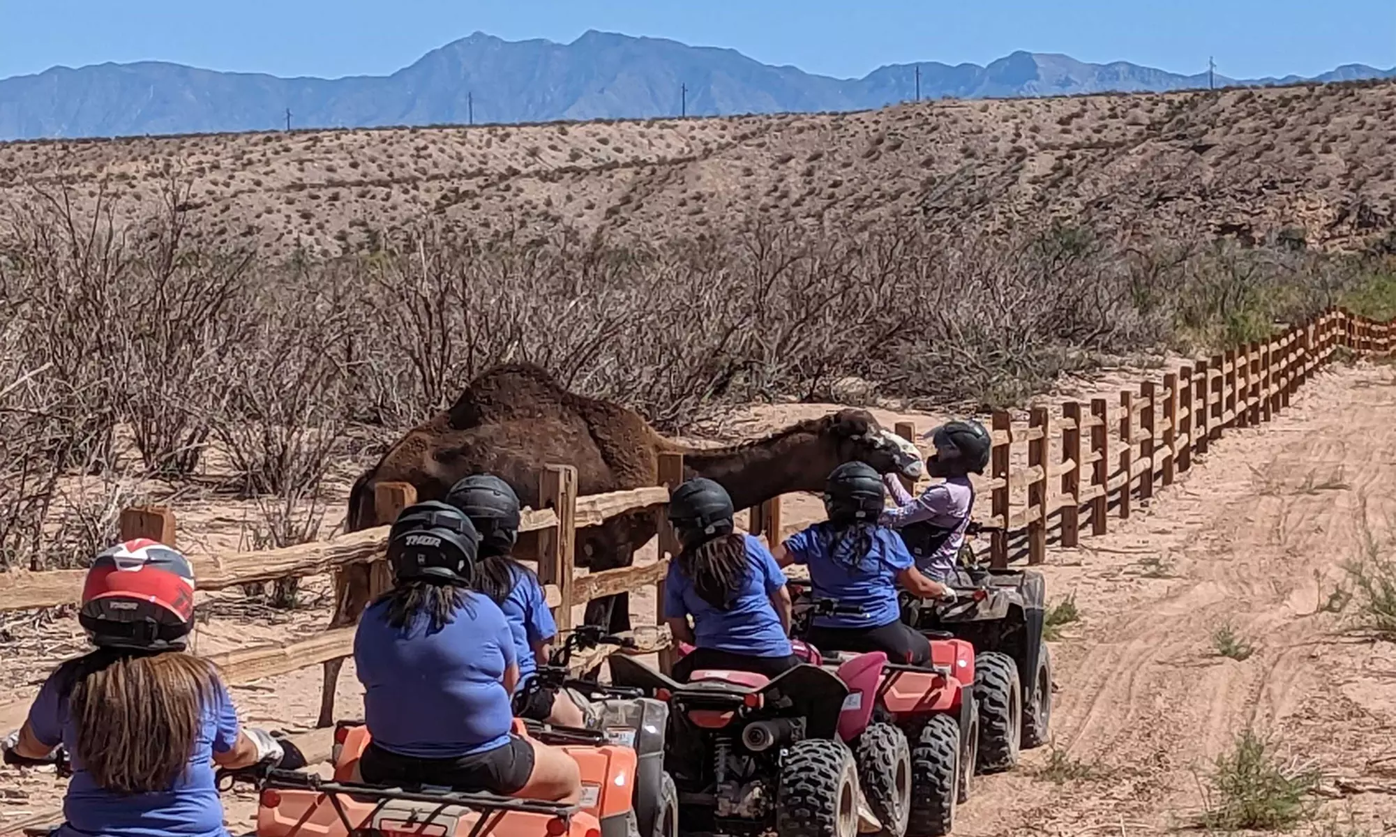 ATV Safari Tour with Camel Viewing from Las Vegas ATVs (Up to 13% Off) - Primary Image