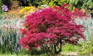 One, Two or Four Japanese Maple Tree Plants with Optional Pots