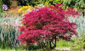 One, Two or Four Japanese Maple Tree Plants with Optional Pots