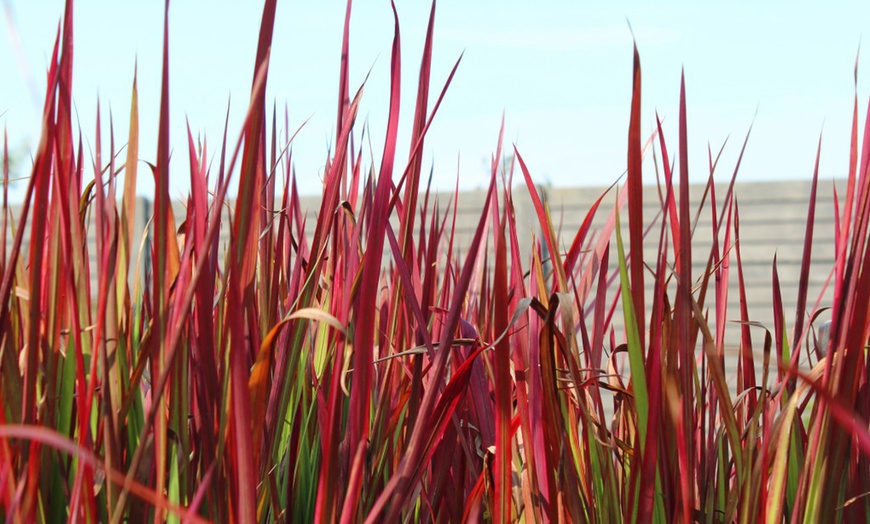 Image 1: Japanese Blood Grass ‘Red Baron’ – 2 or 3 Potted Plants