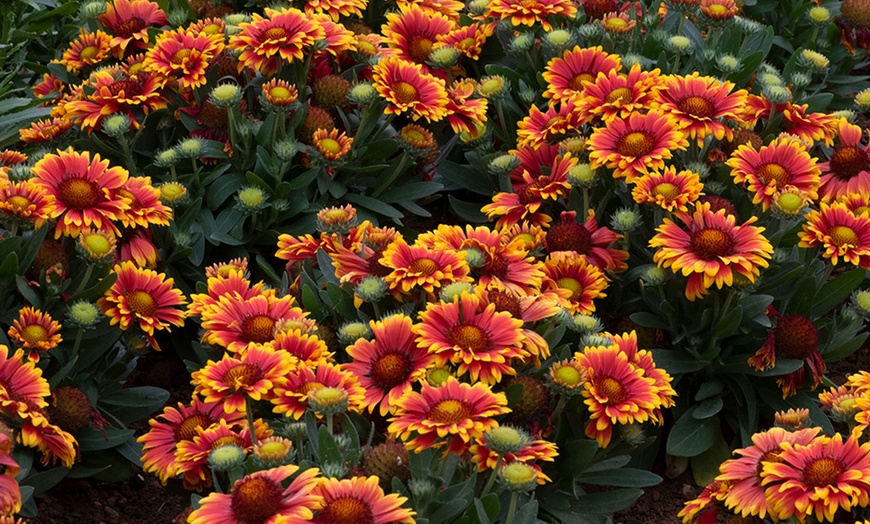 Image 4: YouGarden Premium Blanket Flower Collection