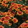 Image 4: YouGarden Premium Blanket Flower Collection