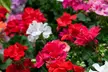 30 or 60 Geranium ‘Jackpot’ Summer Colour Collections - Image 2