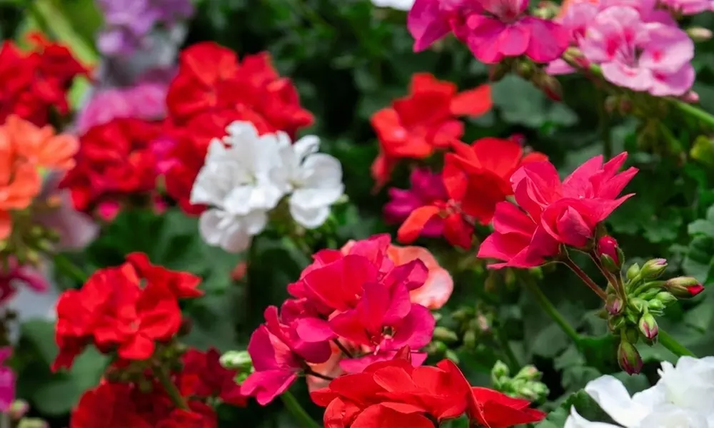 30 or 60 Geranium ‘Jackpot’ Summer Colour Collections