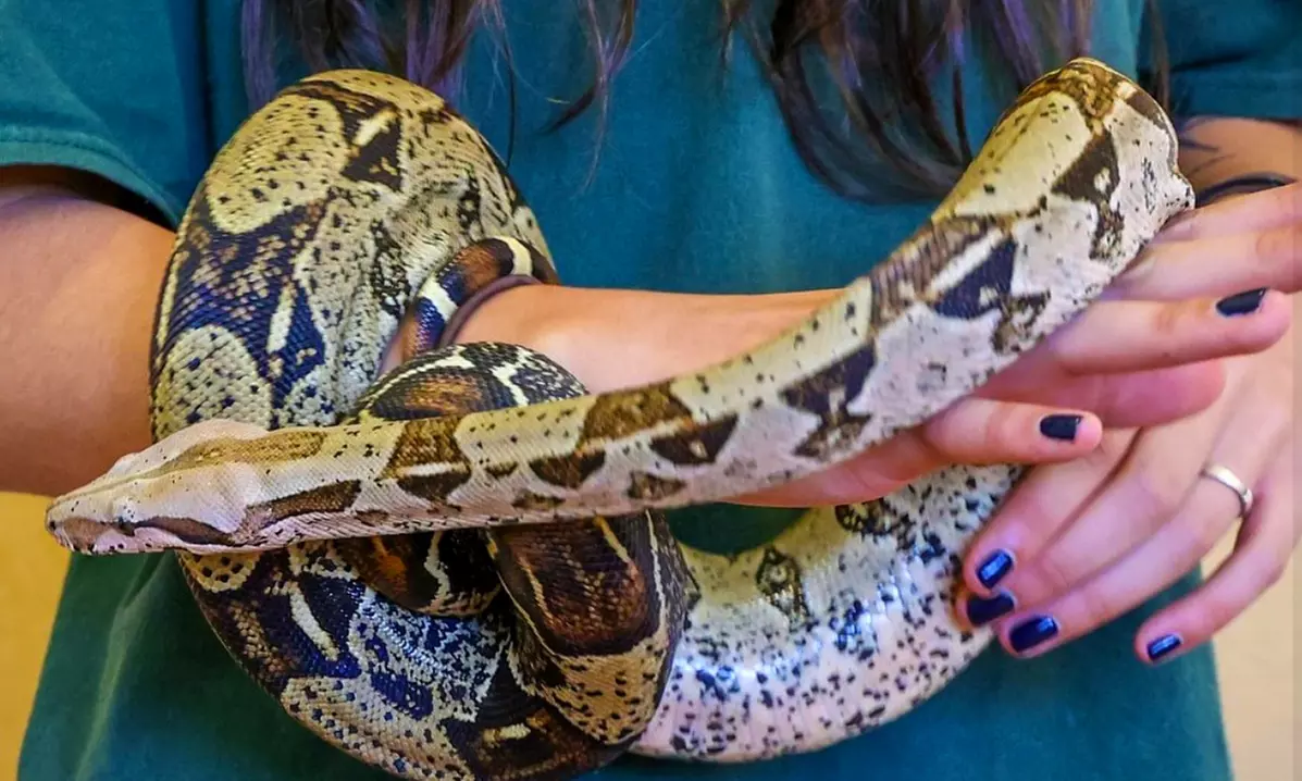 Spooky Snake Yoga for One, Two, or Four People on October 11, 2025