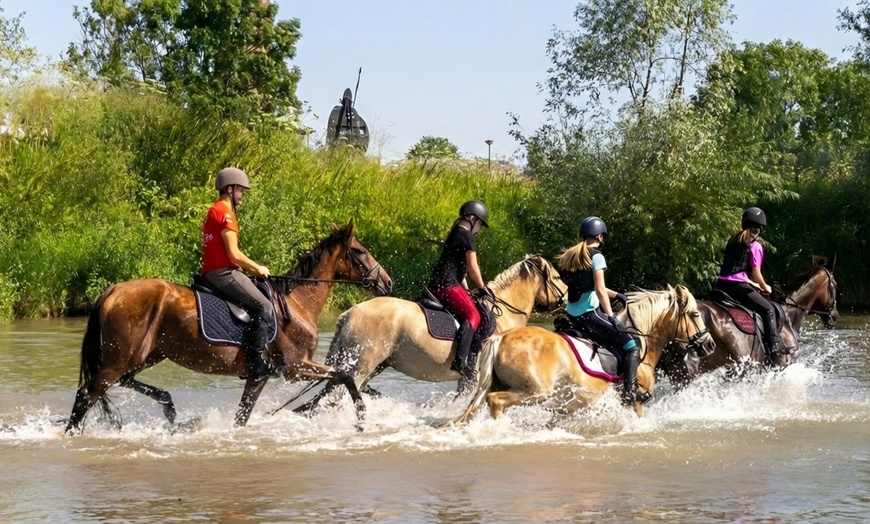 Image 8: Avontuurlijk paardrijden met bosrit of waterrit incl. begeleiding