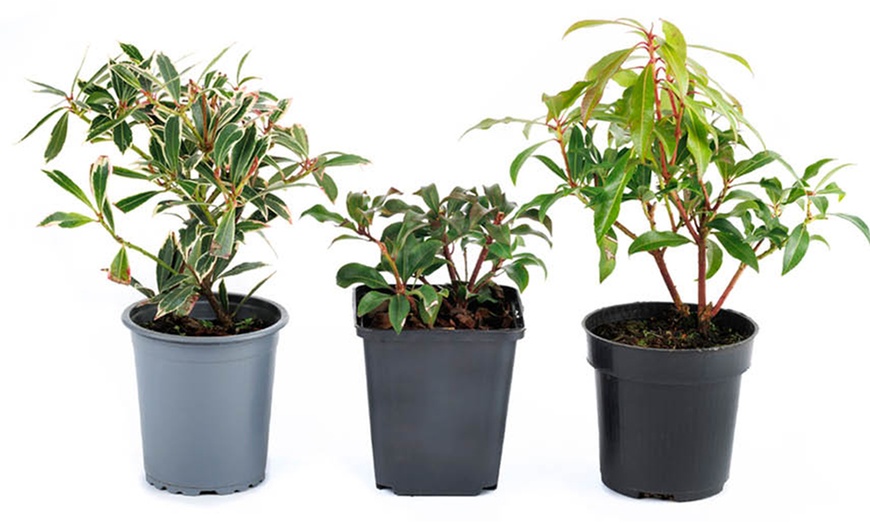 Image 2: YouGarden Japanese Andromeda Flowering Shrub Collection