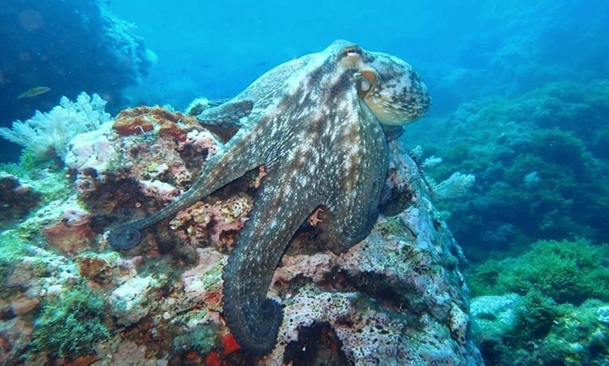 Image 4: Bautismo de buceo con inmersión en el mar durante 45 minutos