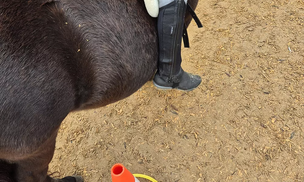 Bis zu 10 Einheiten: Achtsame Pferdezeit für Groß und Klein