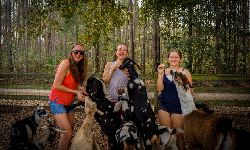 Image 2: Farm Tour at Hodges Hidden Highlands Farm in Middleburg, FL