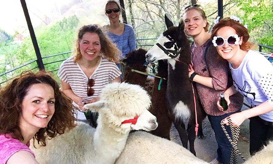 Image 9: Bis zu 3 Std. Alpaka-Wanderung für 2 Personen oder 1 Familie