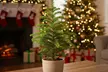 4" or 6" Norfolk Island Pine with Free Shipping - Indoor and Outdoor Christmas Plants (Up to 10%Off) - Second Medium