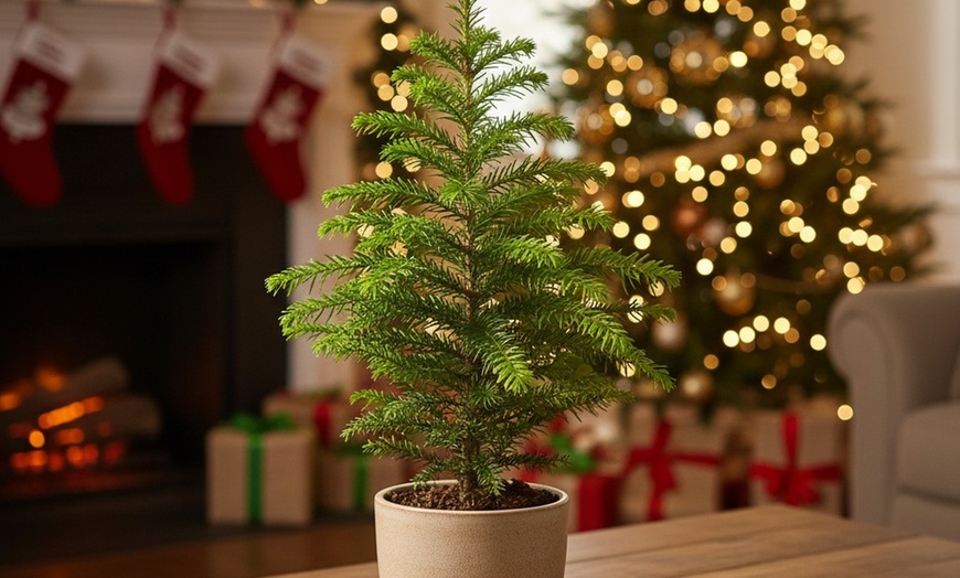 Image 2: 4" or 6" Norfolk Island Pine with Free Shipping (Up to 10%Off)