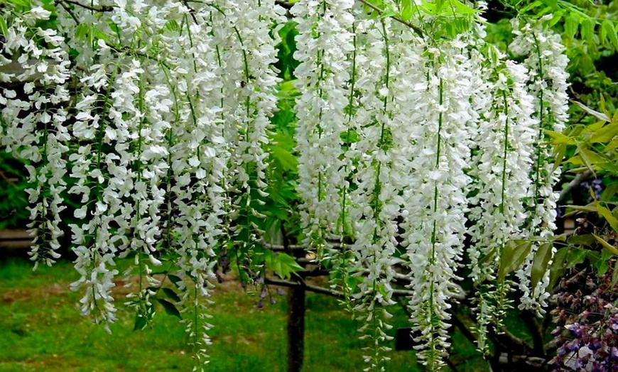 Image 10: Wisteria Plants