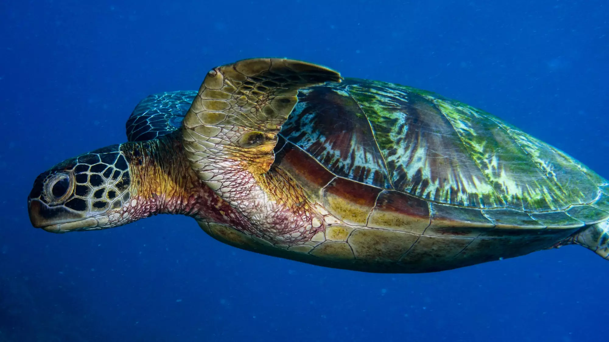 Aquarium of the Pacific: Admission for All Ages