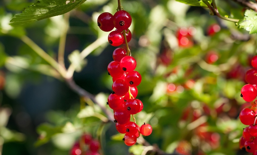 Image 8: Jusqu'à 4 packs de plantes fruitières