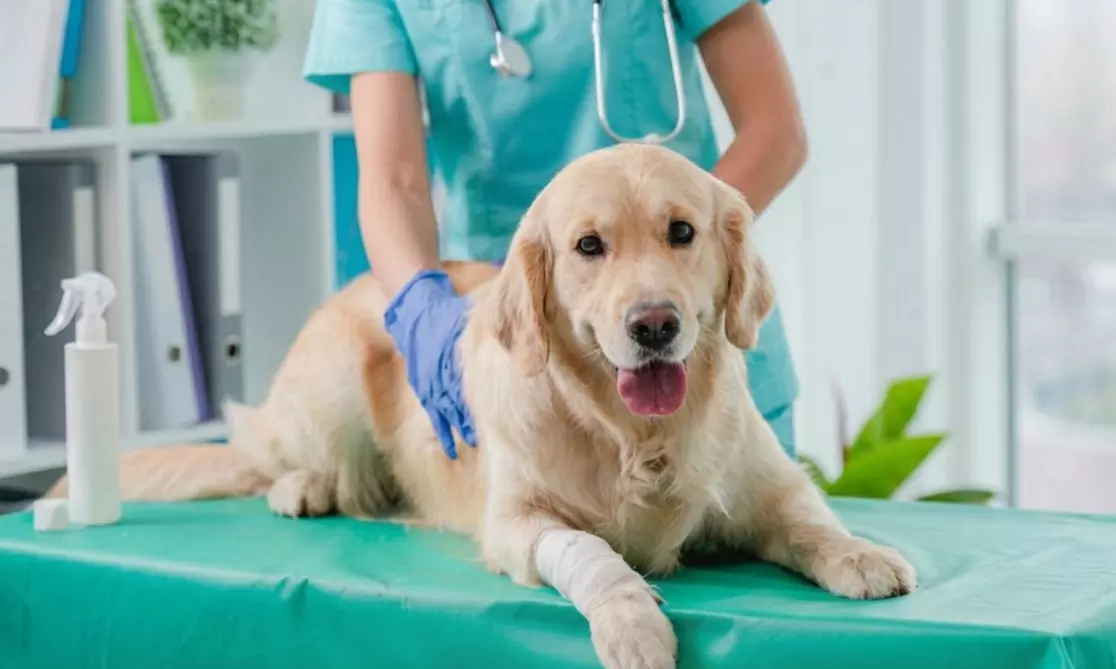 Esterilización de gatos y perras hasta 20 kg
