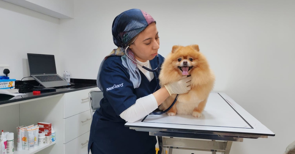 Professional Veterinary Care And Annual Pet Wellness Packages Professional Veterinary Care And Annual Pet Wellness Packages