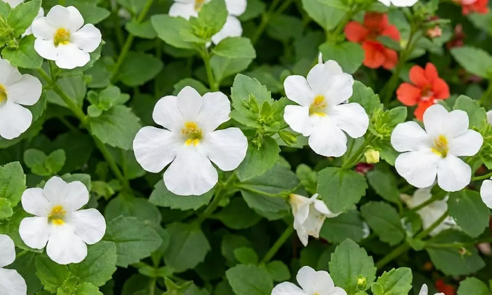 Pack of 24 or 48 Hanging Basket Plant Collection