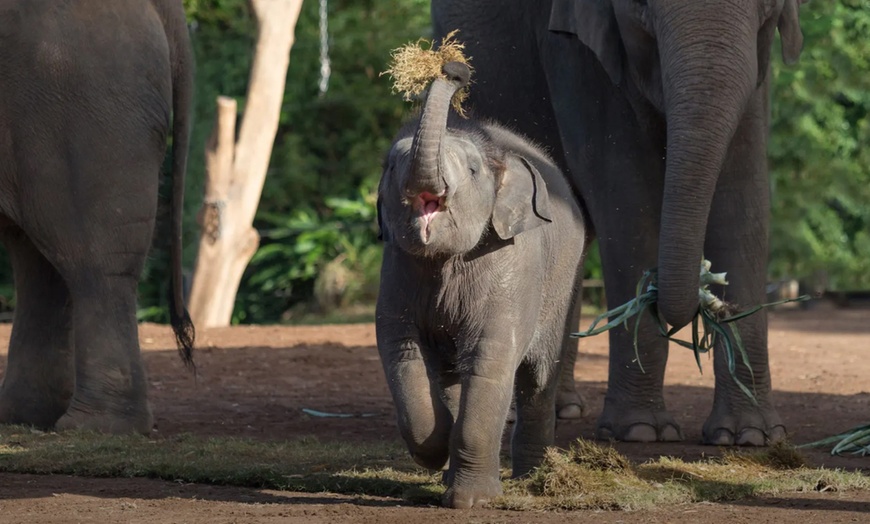 Image 8: Explore Sydney Harbour & Taronga Zoo + Return Ticket - Child or Adult 