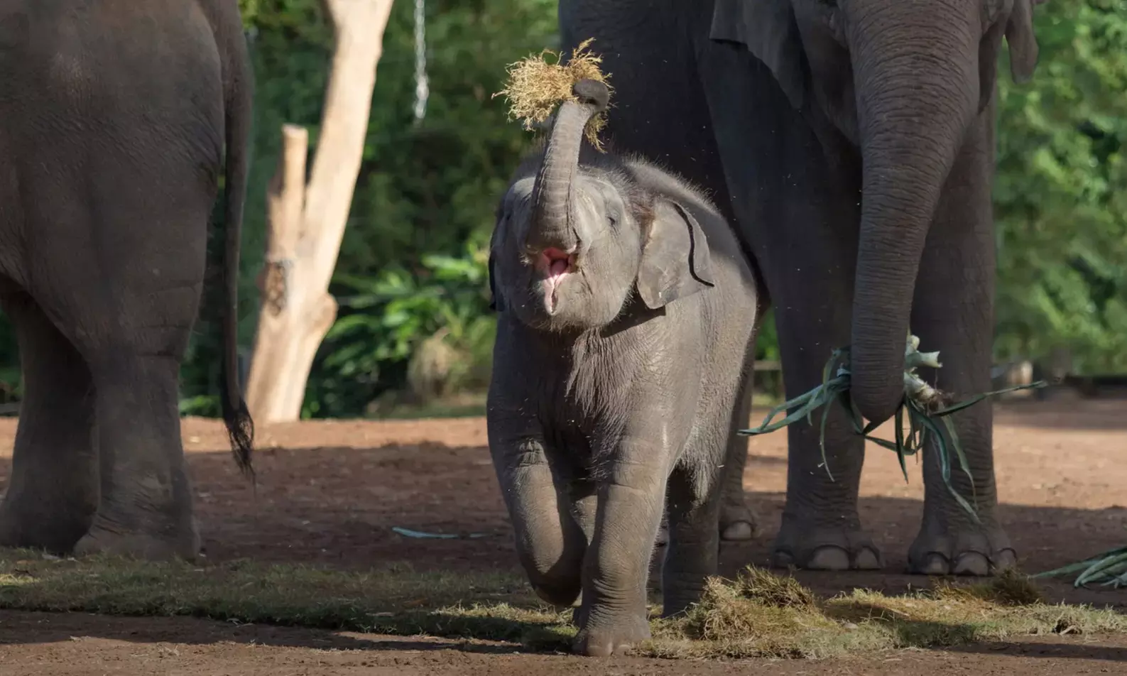 Explore Sydney Harbour & Taronga Zoo + Return Ticket - Child or Adult