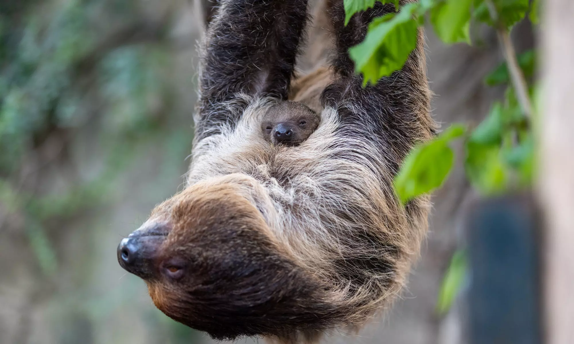 ZooParc de Beauval : 1 ou 2 jours pour un tour du monde animal
