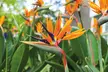 Exotic Bird of Paradise Plants + Optional Grey Patio Planter - Image 2