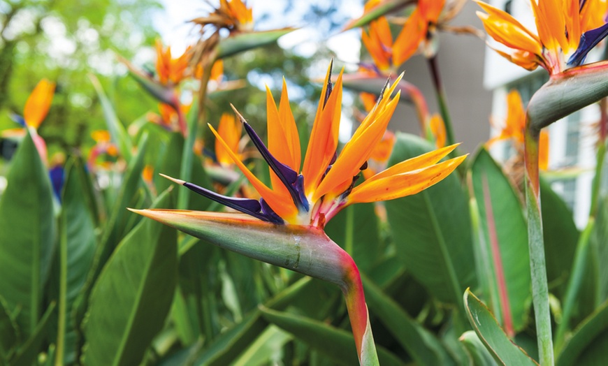 Image 2: Exotic Bird of Paradise Plants + Optional Grey Patio Planter