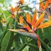 Image 2: Exotic Bird of Paradise Plants + Optional Grey Patio Planter