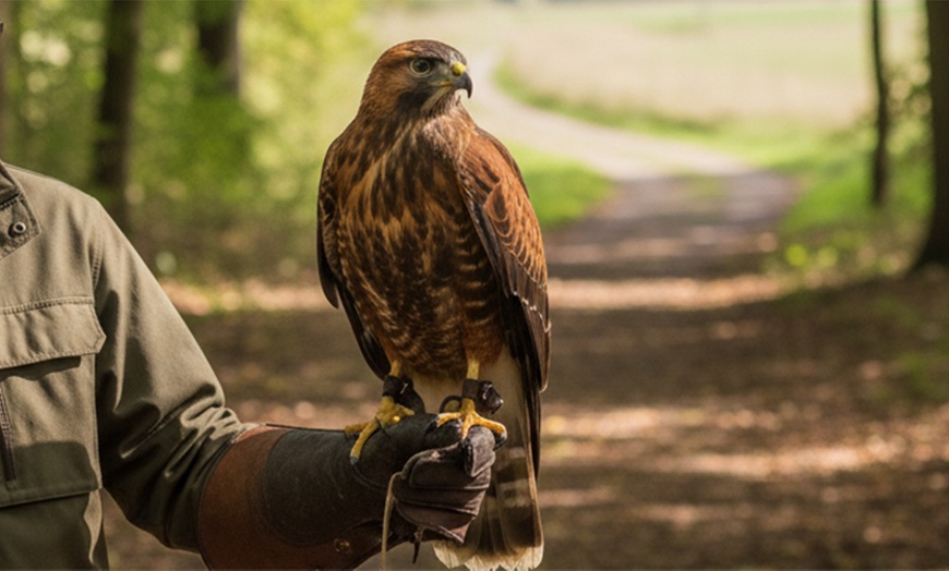 Image 5: Unforgettable Hawk & Golden Eagle Experiences - 1, 2 or 6 hours