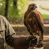 Image 5: Unforgettable Hawk & Golden Eagle Experiences - 1, 2 or 6 hours