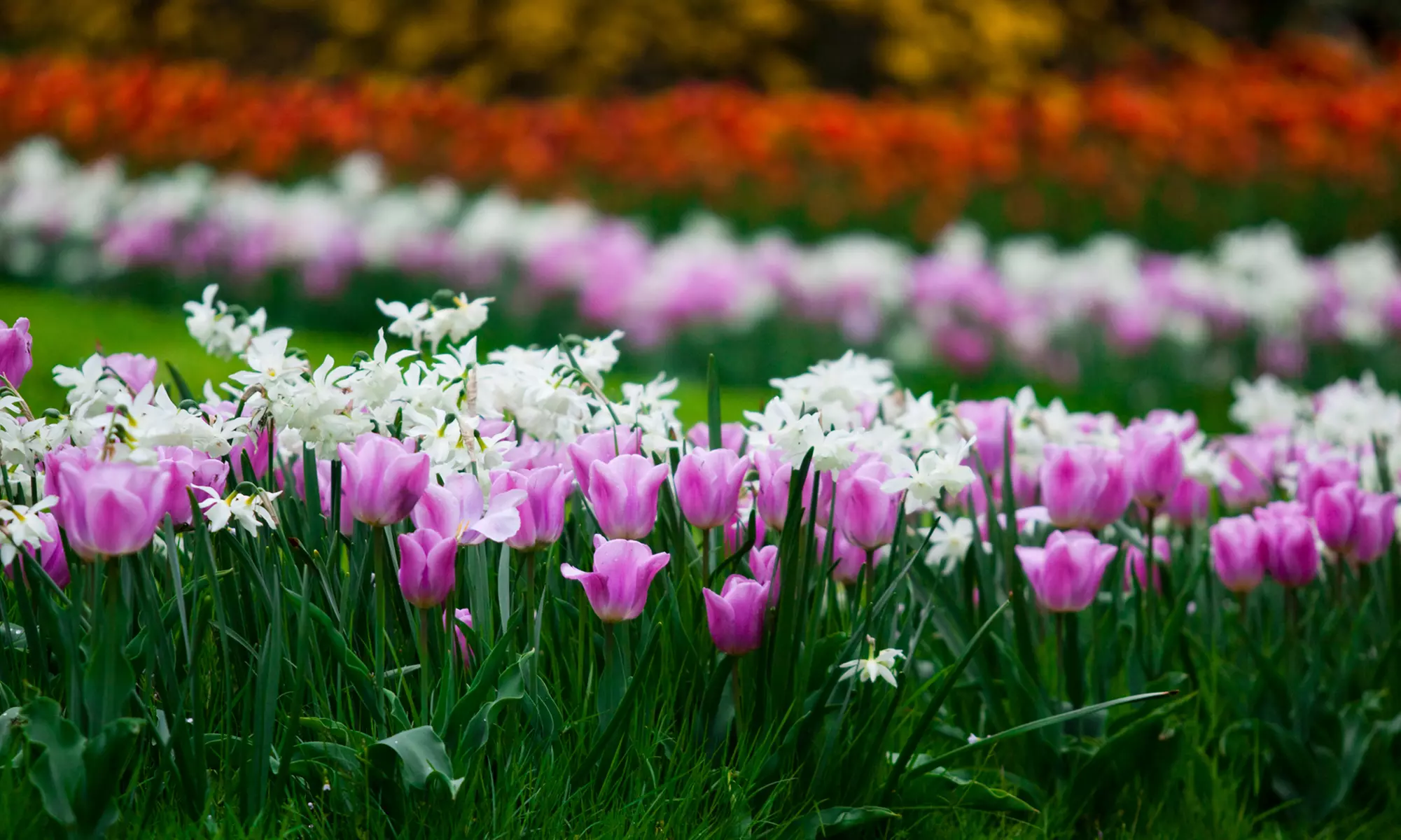 Saisonkarte Gold Weltvogelpark Walsrode