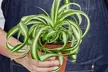 Spider Plant 'Bonnie' in 3", 4", 6", and 8" sizes with Free Shipping – Easy Care & Air-Purifying Indoor and Outdoor Plants Up to 15%Off - Second Medium