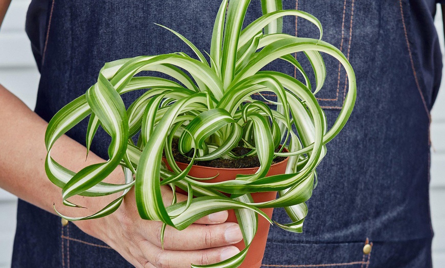 Image 3: Curly Charm: Spider Plant 'Bonnie' – Easy Care & Air-Purifying from House Plant Shop with Free Shipping Up to 15%Off