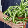 Image 3: Spider Plant 'Bonnie' in 3", 4", 6", and 8" sizes – Easy Care & Air-Purifying with Free Shipping Up to 15%Off