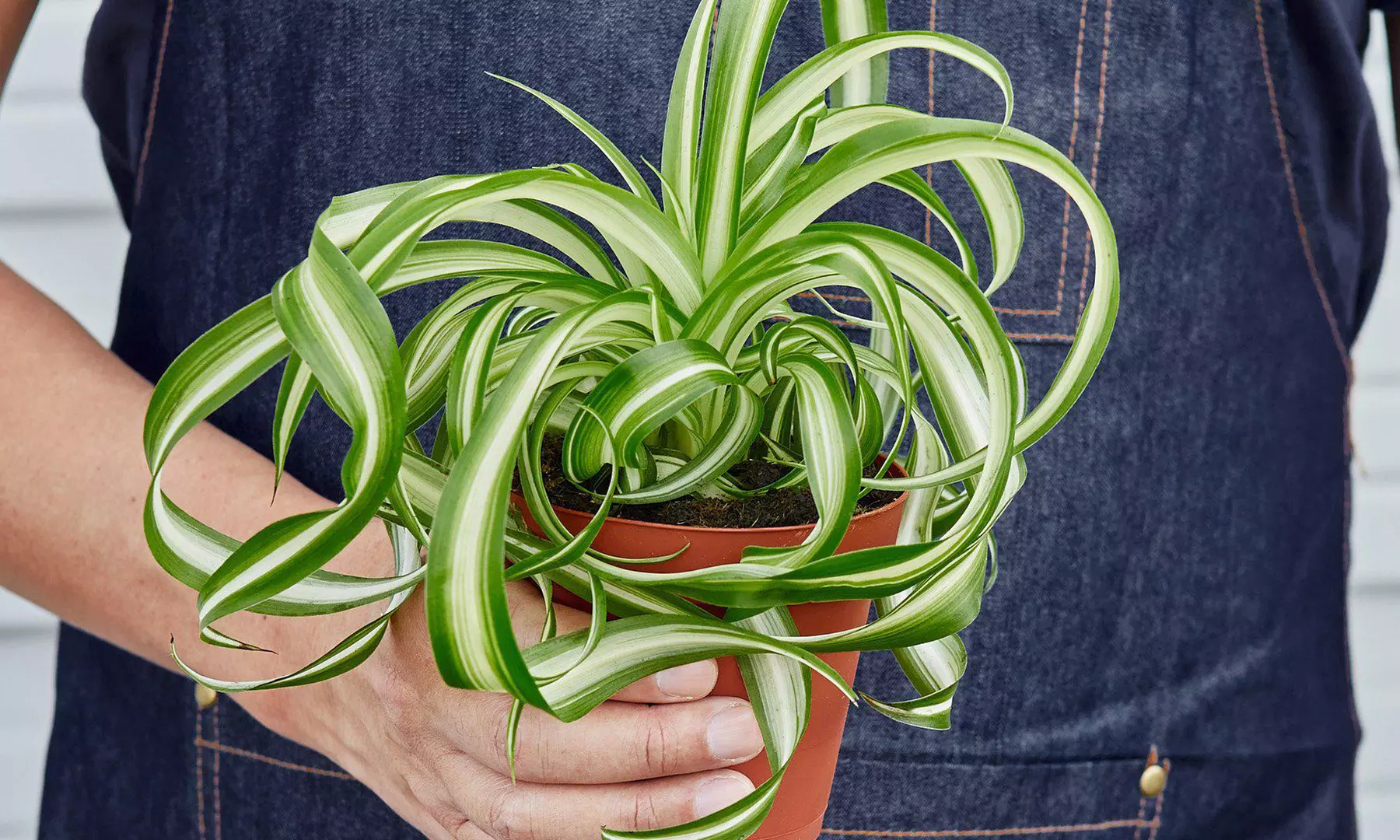 Curly Charm: Spider Plant 'Bonnie' – Easy Care & Air-Purifying from House Plant Shop with Free Shipping Up to 15%Off