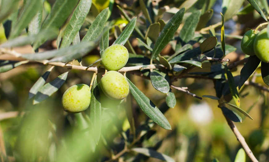 Image 4: Lot de 4 ou 8 jeunes arbres fruitiers méditerranéens Rootz
